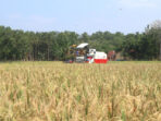 Panen Lebih Awal di Kuningan Jadi Penyangga Pasokan Beras di Tengah Antisipasi El Nino