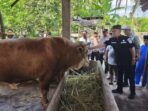 Sapi wurban presiden