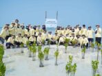 mangrove