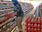 harga-telur-di-temanggung-anjlok-jadi-rp17000-rp18000-per-kg-1782966898187_169